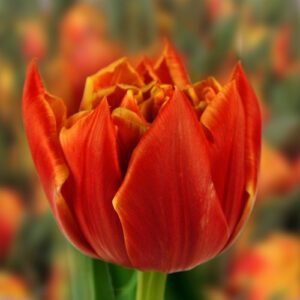 Тюльпан Едішен 500 цибулин розмір 12+