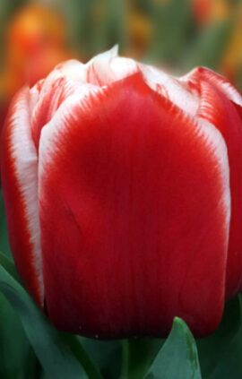 Тюльпан Евертон 500 цибулин розмір 12+