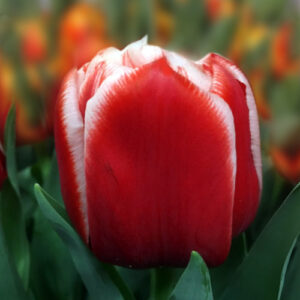 Тюльпан Евертон 500 цибулин розмір 12+