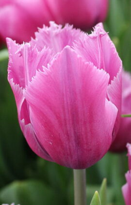 Тюльпан Лувр 500 цибулин розмір 12+