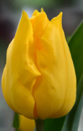 Тюльпан Приват дансер 500 цибулин розмір 12+