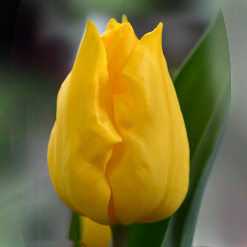 Тюльпан Приват дансер 500 цибулин розмір 12+