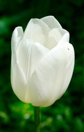 Тюльпан Маурін 25 цибулин розмір 10/11