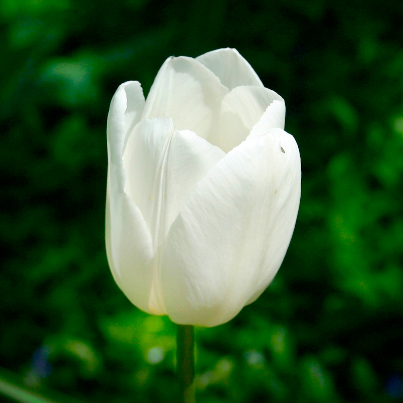 Тюльпан Маурін 25 цибулин розмір 10/11