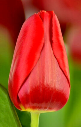 Тюльпан Ред Парадісо 25 цибулин розмір 10/11