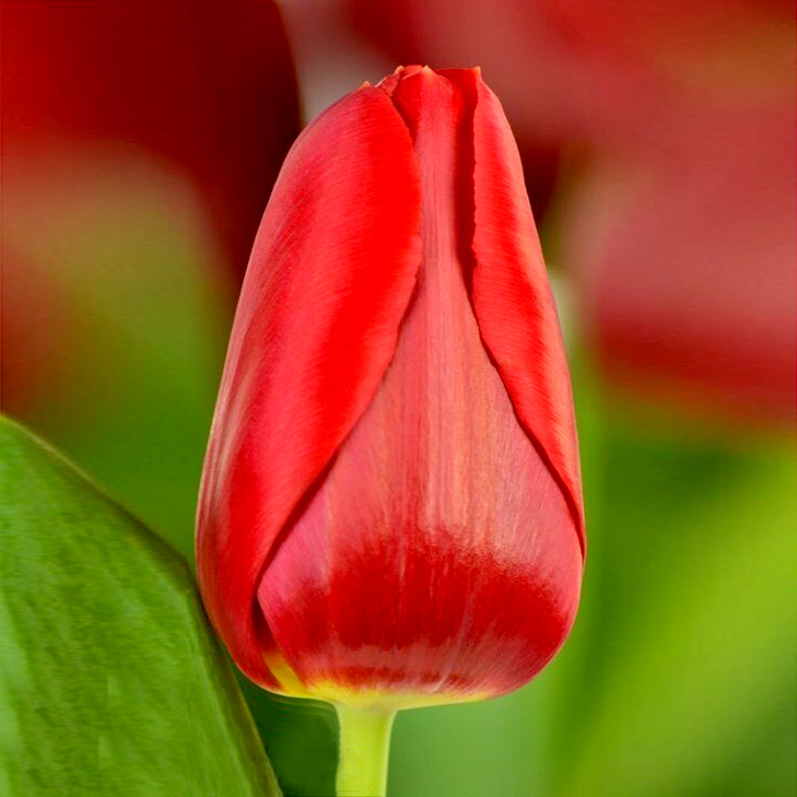 Тюльпан Ред Парадісо 25 цибулин розмір 10/11