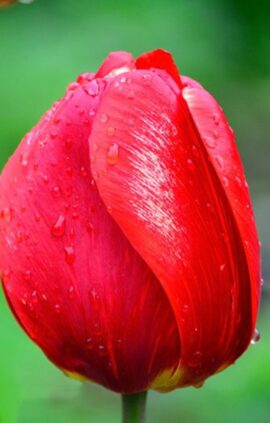 Тюльпан Ред Ревайвл 25 цибулин розмір 10/11