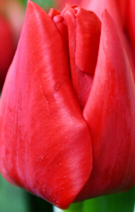 Тюльпан Бен Ван Зантен 500 цибулин розмір 12+