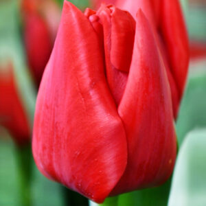 Тюльпан Бен Ван Зантен 500 цибулин розмір 12+