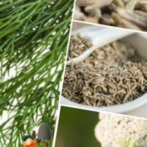 Кмин Апетитний