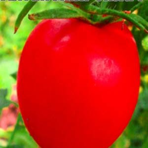 Томат Алтайський силач пакет 20 насінин