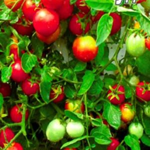 Томат Балконне диво пакет 20 насінин