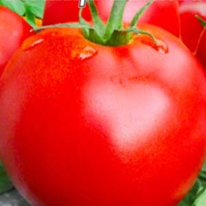 Томат Богатир Маслова пакет 20 насінин