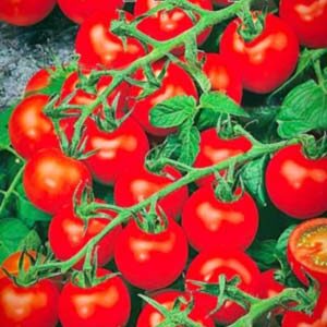 Томат Черрі ред пакет 20 насінин