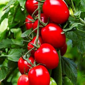 Томат Чіо Чіо Сан пакет 20 насінин