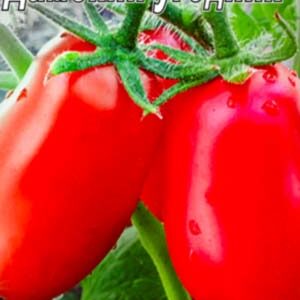 Томат Дамський угодник пакет 20 насінин