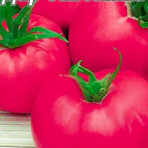 Томат Дар Заволжя рожевий пакет 20 насінин