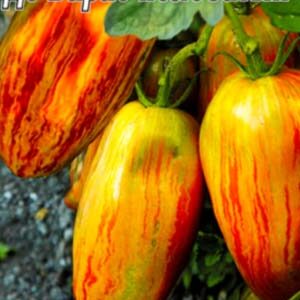 Томат Де Барао смугастий пакет 20 насінин