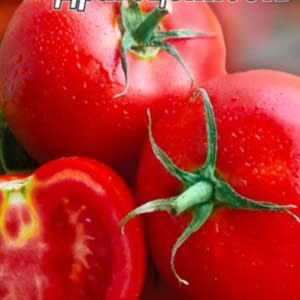 Томат Коштовність пакет 20 насінин