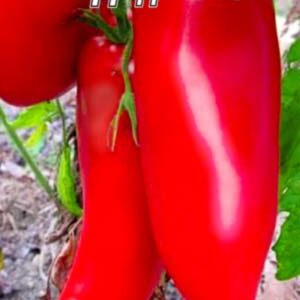 Томат Дядя Стьопа пакет 20 насінин