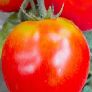 Томат Елеонора пакет 20 насінин