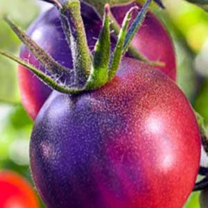 Томат Фиолетовый 20 семян
