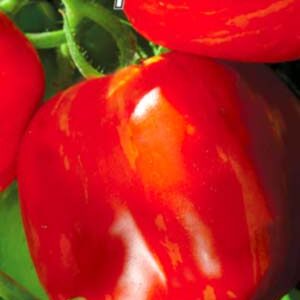 Томат Гогошар смугастий пакет 20 насінин