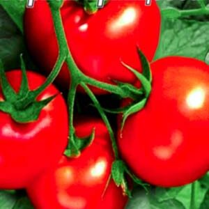 Томат Гірська принцеса пакет 20 насінин