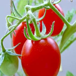 Томат Кіммеріец пакет 20 насінин