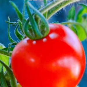 Томат Ковбой пакет 20 насінин