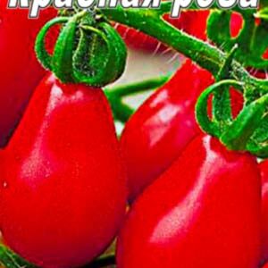 Томат Червона троянда пакет 20 насінин