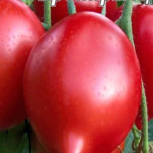 Томат Кронпринц пакет 20 насінин