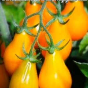 Томат Лампа Аладіна пакет 20 насінин