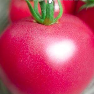 Томат Маркіз рожевий гігант пакет 20 насінин