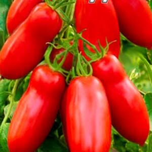 Томат Медок пакет 20 насінин