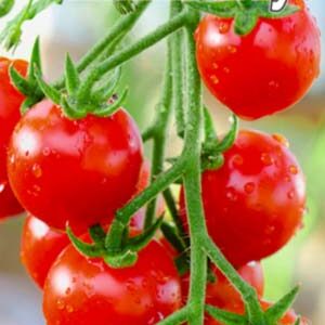 Томат Міккі Маус пакет 20 насінин