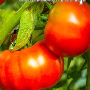 Томат Мільйонер пакет 20 насінин