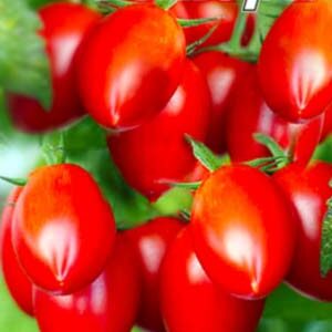 Томат Обжора пакет 20 насінин