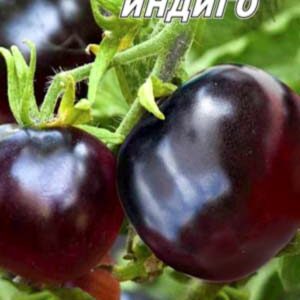 Томат Троянда кольору індиго