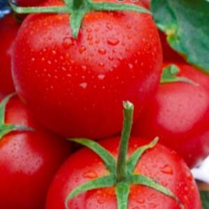 Томат Снігуронька пакет 20 насінин