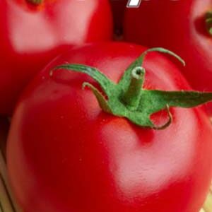 Томат Утро 20 семян