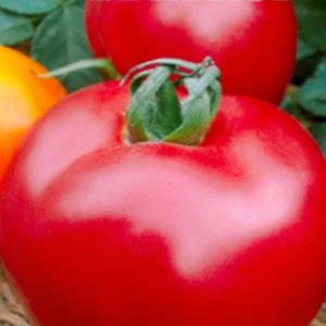 Томат Ямал пакет 20 насінин