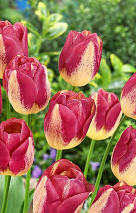 Тюльпан Бостон 500 цибулин розмір 12+