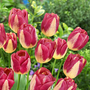 Тюльпан Бостон 500 цибулин розмір 12+