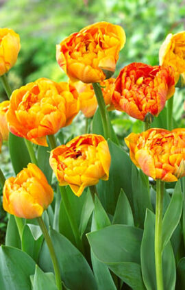 Тюльпан Санловер 30 цибулин розмір 10/11