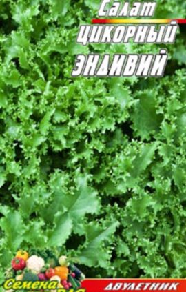 Цикорний Салат Ендівій