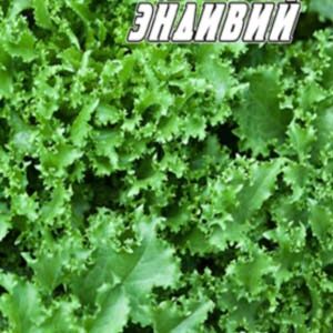 Цикорний Салат Ендівій