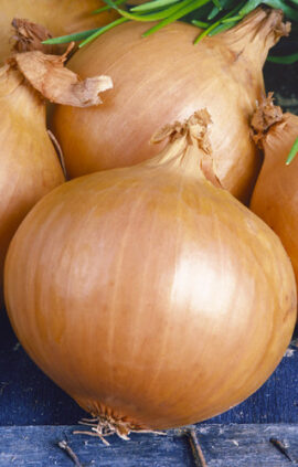 Цибуля Купідо сітка 1 кг розмір 10/12