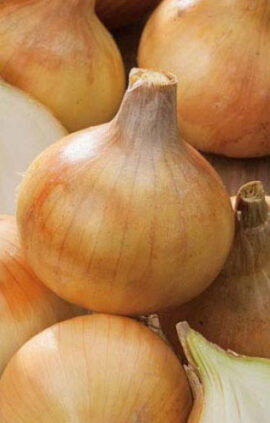 Цибуля Купідо сітка 10 кг розмір 8/21