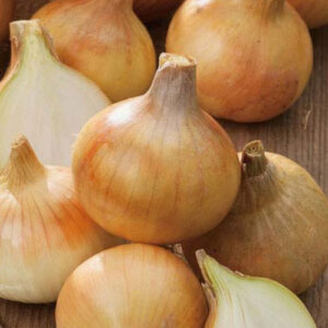 Цибуля Купідо сітка 10 кг розмір 8/21